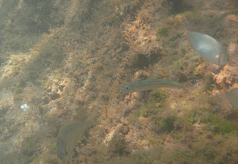 Strane compagnie: Sarpa salpa e Sardinella aurita